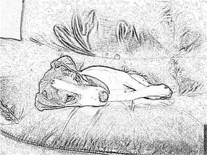 Coloriage De Chien Jack Russel Coloriage S à Imprimer Pour Les Enfants Dessin