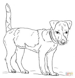 Coloriage De Chien Jack Russel Jack Russell Terrier Coloring Page