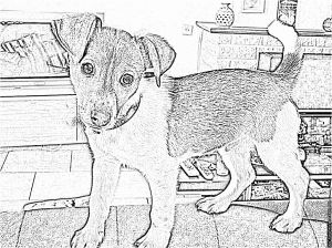 Coloriage De Chien Jack Russel Ment Dessiner Un Jack Russel