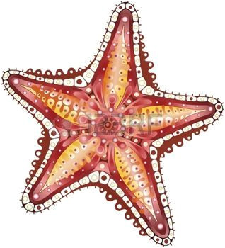 Coloriage De Etoile De Mer Etoile De Mer Starfish Résumé