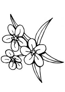 Coloriage De Fleur De Tahiti Coloriage Fleur Tiare Tahiti Dessin Gratuit à Imprimer
