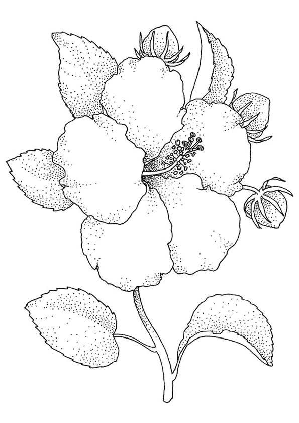 Coloriage De Fleur De Tahiti Fleurs Tahiti Dessin Coloriage De Fleur De Tahiti Fleurs Tahiti Dessin