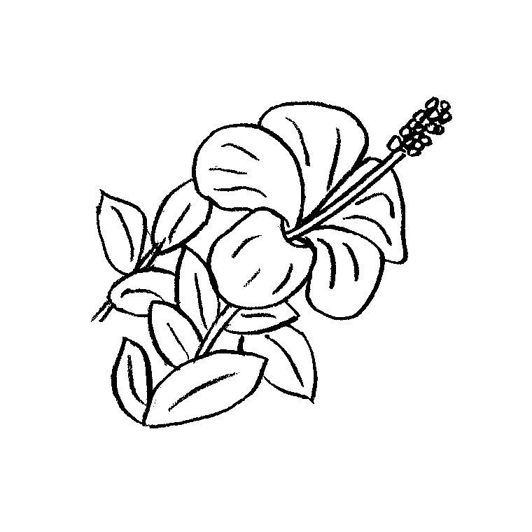 Coloriage De Fleur De Tahiti Fleurs Tahiti Dessin