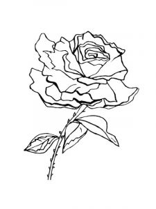 Coloriage De Fleurs De Rose Coloriages De Fleurs