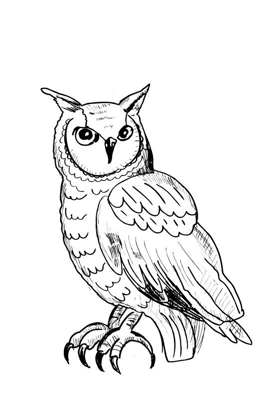 Coloriage De Hiboux A Imprimer Hibou Coloriage De Hiboux Coloriages Pour Enfants