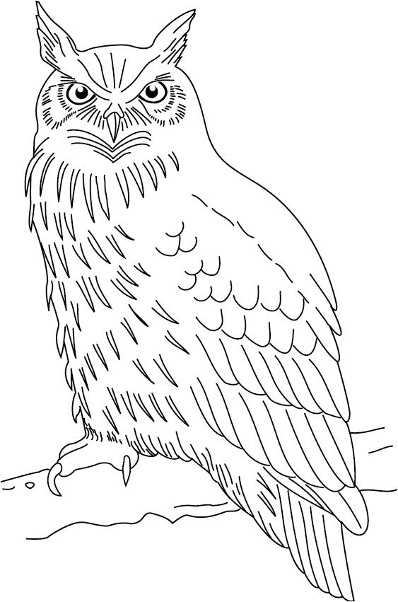 Coloriage De Hiboux A Imprimer Nos Jeux De Coloriage Hibou à Imprimer Gratuit Page 2 Of 4