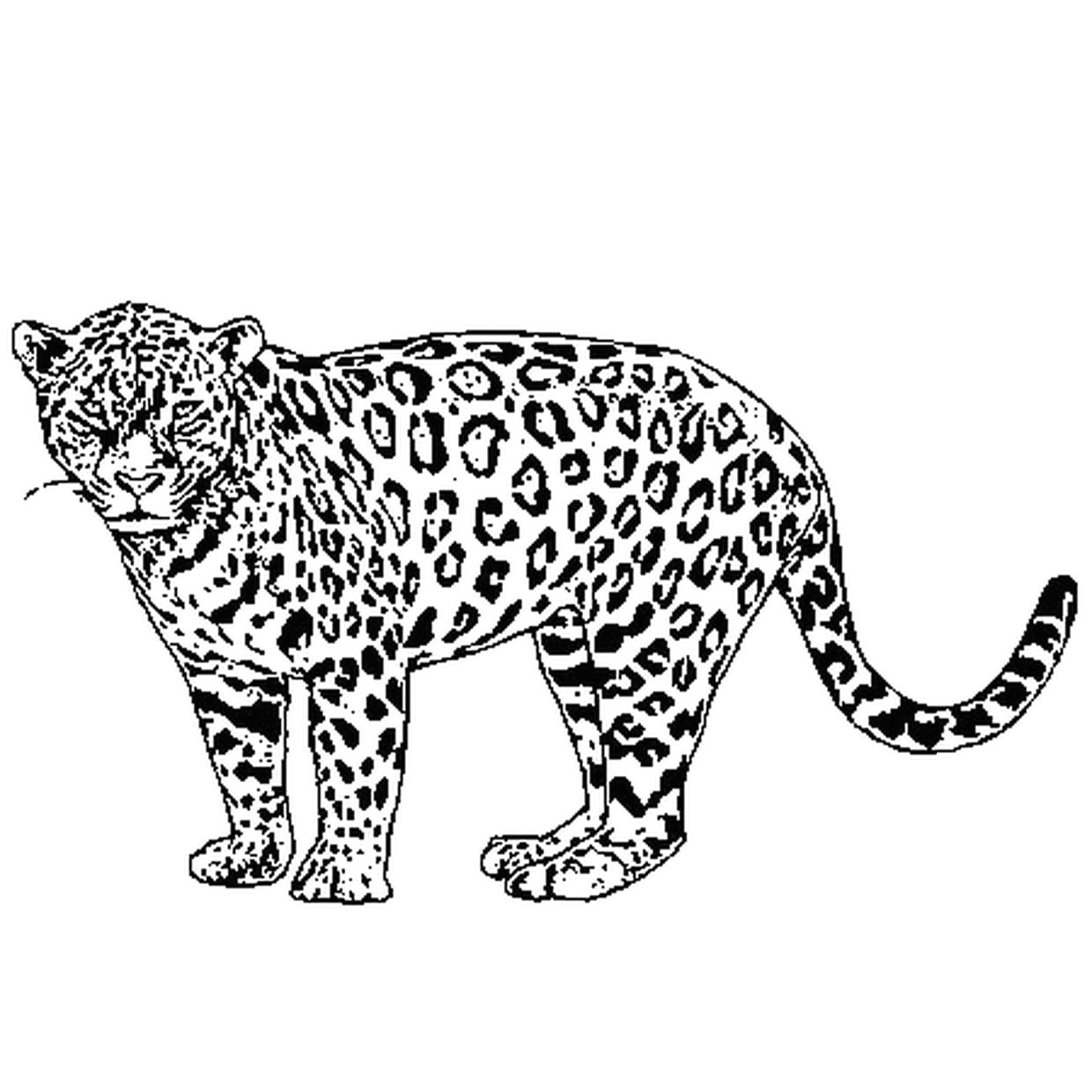 Coloriage De Jaguar A Imprimer Dessin Jaguar Facile