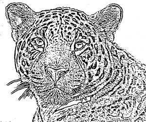 Coloriage De Jaguar A Imprimer Dessin Jaguar Facile