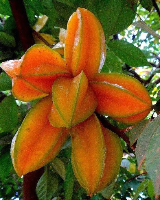 Coloriage De La Martinique Carambolo Star Fruits Martinique
