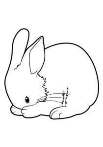 Coloriage De Lapin Belier Dessin D Un Lapin Facile