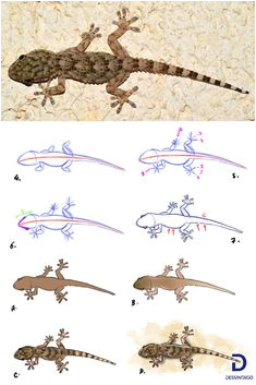 Coloriage De Lezard A Imprimer 108 Meilleures Images Du Tableau Dessins D Animaux