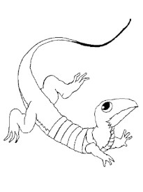 Coloriage De Lezard A Imprimer Dessin Chat Facile Tete