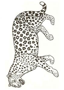 Coloriage De Panthere Noire A Imprimer Imprime Le Dessin à Colorier De Léopard