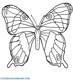Coloriage De Papillon Gratuit 385 Meilleures Images Du Tableau Papillons En 2019