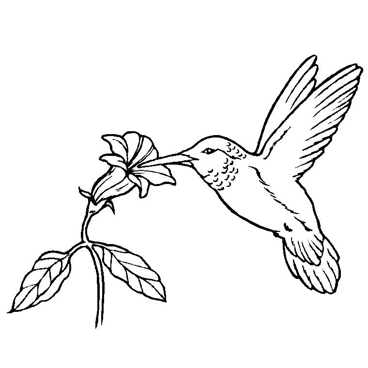 Coloriage De Petit Oiseau Coloriage Oiseau Exotique