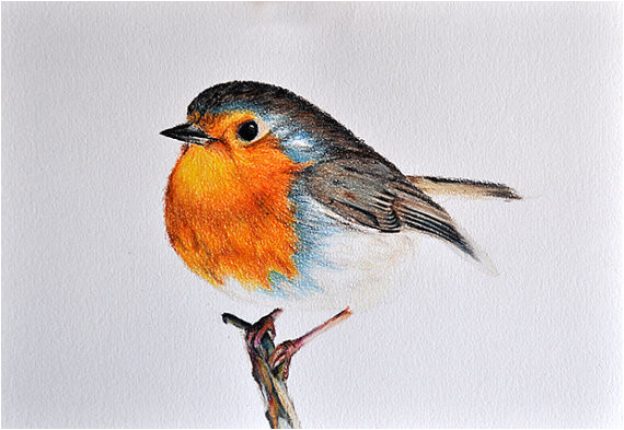 Coloriage De Petit Oiseau Dessin original Illustration D Oiseau Coloré Au Crayon