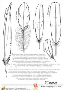 Coloriage De Plume D Oiseau Différentes Plumes D Oiseaux à Colorier