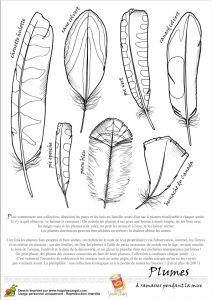 Coloriage De Plume D Oiseau Oiseau Legende Plumes2 Plumes