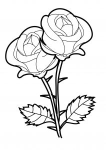 Coloriage De Roses A Imprimer Coloriage Roses Les Beaux Dessins De Nature à Imprimer
