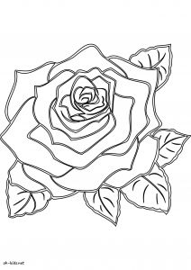 Coloriage De Roses A Imprimer Dessin 1464 Coloriage Roses à Imprimer Oh Kids