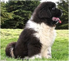 Coloriage De Terre Neuve Newfie