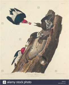 Coloriage De Woody Woodpecker Woodpecker Graphics Stockfotos &amp; Woodpecker Graphics Bilder
