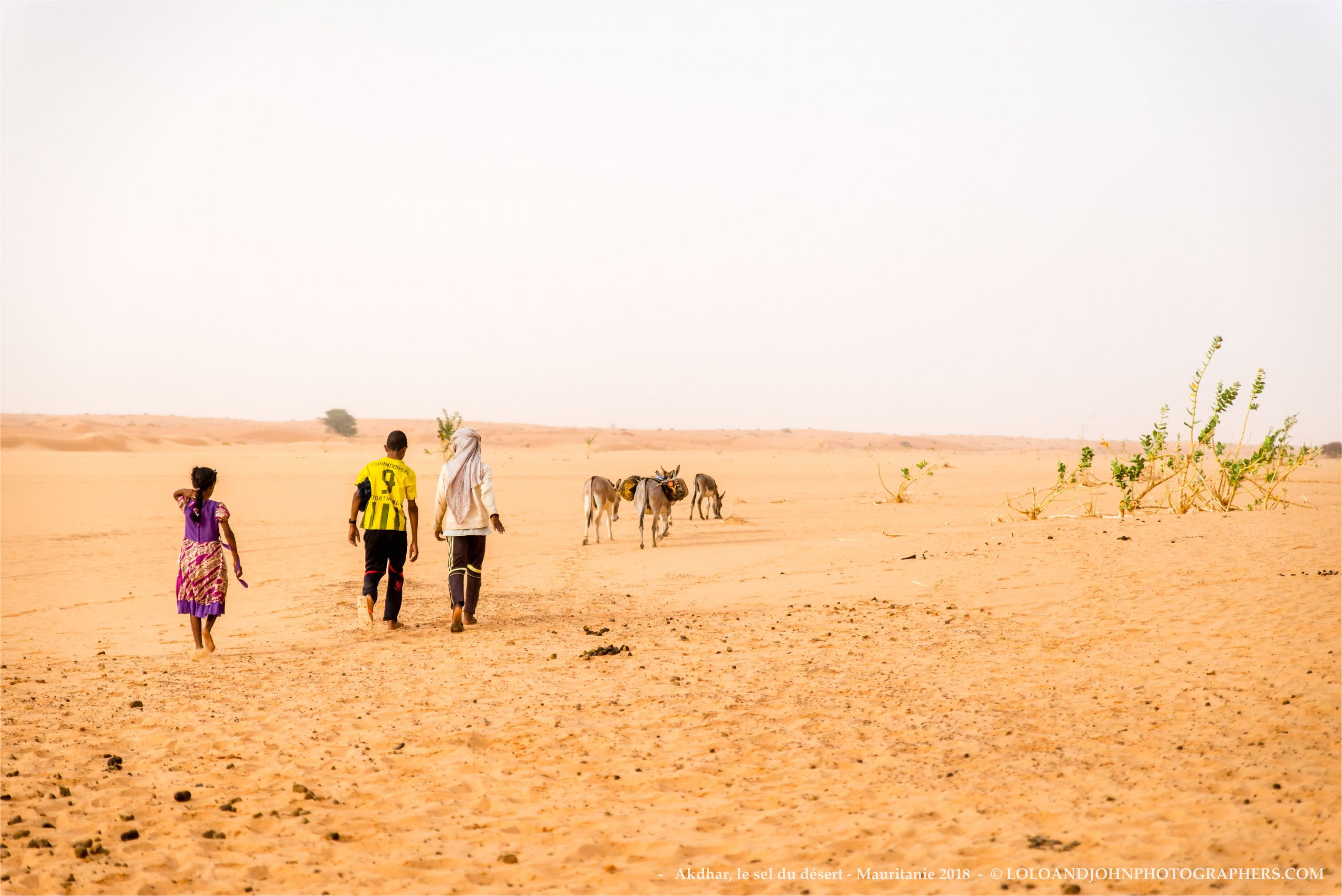 Coloriage Dromadaire Dans Le Désert Mauritanie O & John Photographers