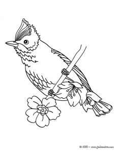 Coloriage En Ligne Oiseau 20 Dessins De Coloriage Oiseau En Ligne à Imprimer