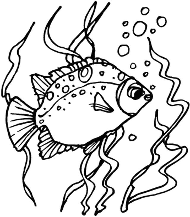 Coloriage En Ligne Poisson Poisson Coloriages Animaux Marins