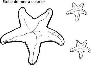 Coloriage Etoile De Mer A Imprimer Coloriage Etoile De Mer Gratuit à Imprimer Et Colorier
