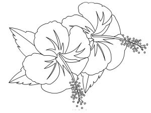 Coloriage Fleur D Hibiscus Coloriages Fleurs Hibiscus