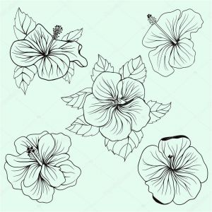 Coloriage Fleur D Hibiscus Ensemble De Feuilles Fleurs D’hibiscus Hawaï — Image