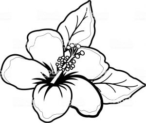 Coloriage Fleur D Hibiscus Fleur Dhibiscus Hawaïen Noir Et Blanc Livre De Coloriage