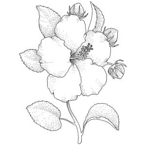 Coloriage Fleur D Hibiscus La Merveilleuse Vie De Maman Juillet 2013