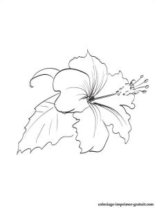 Coloriage Fleur D Hibiscus Pin Coloriage Hibiscus Coloriages Fleurs On Pinterest