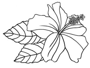Coloriage Fleur D Hibiscus Pin Coloriage Hibiscus Coloriages Fleurs On Pinterest