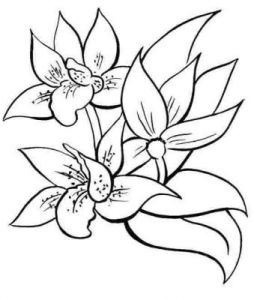 Coloriage Fleurs Exotiques Imprimer Coloriage Dessiner A Imprimer Fleurs Exotiques