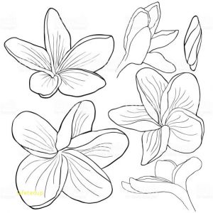 Coloriage Fleurs Exotiques Imprimer Dessin De Fleurs Exotiques A Imprimer