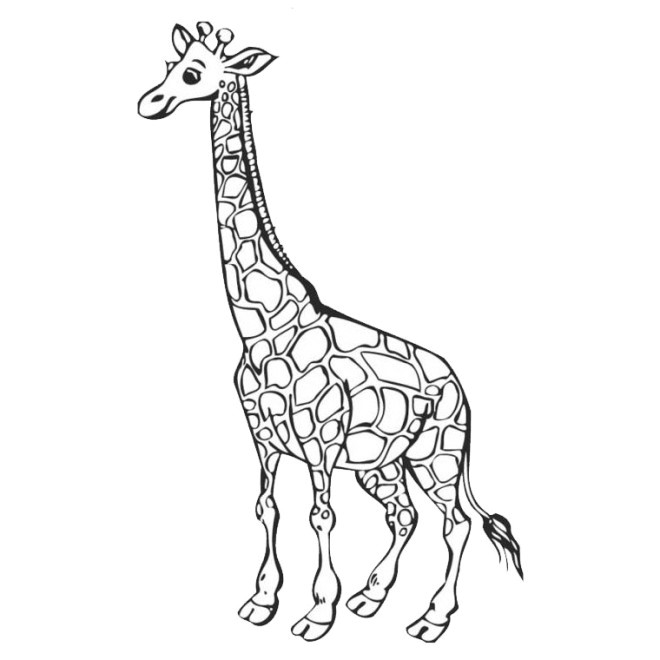 Coloriage Girafe A Imprimer Gratuit Dessin Facile Animaux Girafe
