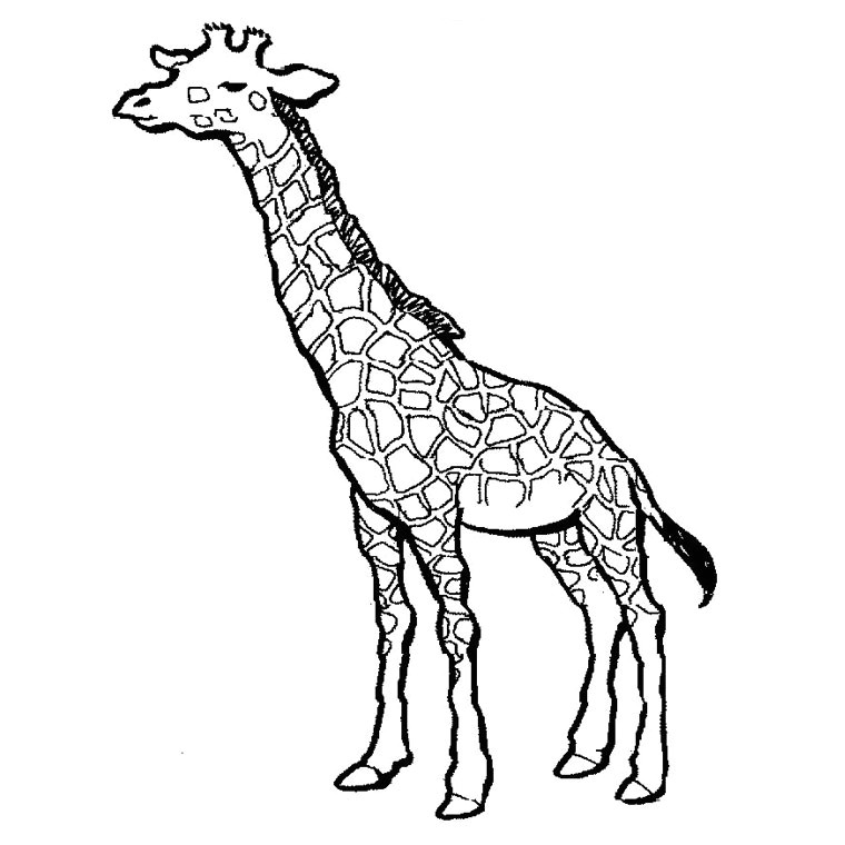 Coloriage Girafe A Imprimer Gratuit Dessin Facile Animaux Girafe