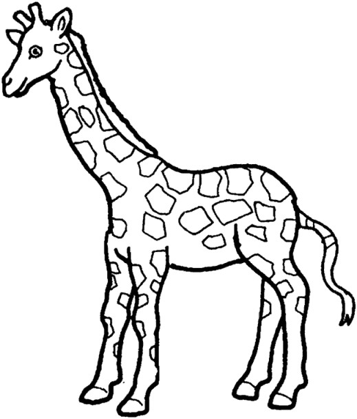 Coloriage Girafe A Imprimer Gratuit Dessin Facile Animaux Girafe