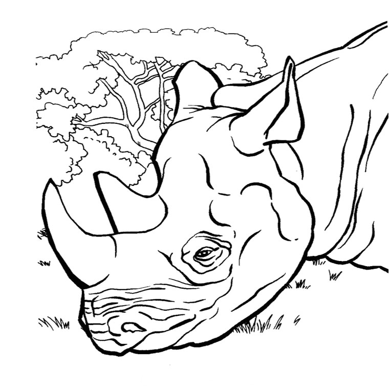 Coloriage Kung Fu Panda à Imprimer Jeux De T Choupi Et Doudou Az Coloriage