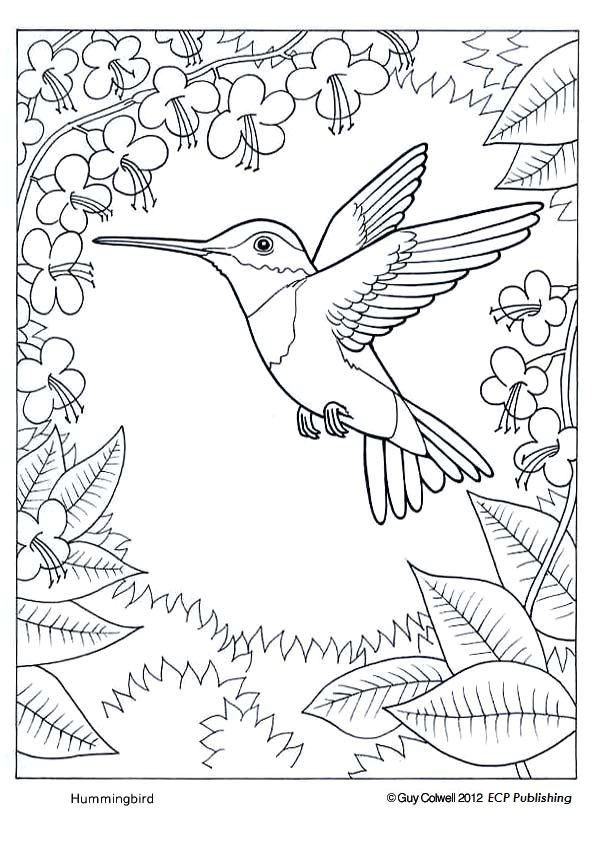 Coloriage Oiseaux A Imprimer Gratuit Coloriage Colibri