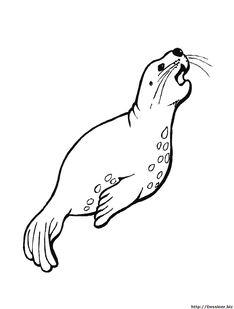 Coloriage Otarie à Imprimer Coloriage Animaux Marins Les Beaux Dessins De Meilleurs