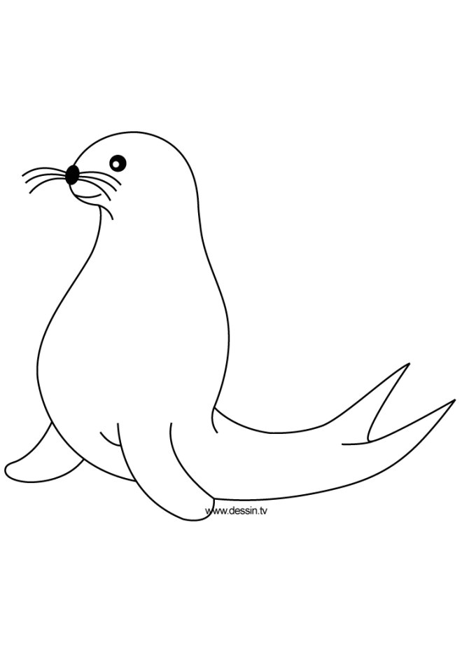 Coloriage Otarie à Imprimer Coloriage Phoque Couleur Dessin Gratuit à Imprimer