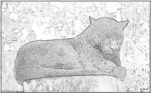 Coloriage Panthere Noire Imprimer Coloriage 4597 Panthere Noire à Imprimer Pour Les Enfants