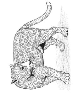 Coloriage Panthere Noire Imprimer Coloriage Panthère à Imprimer Gratuitement