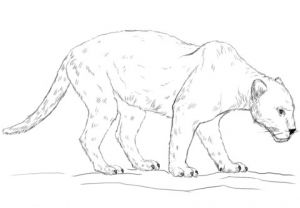 Coloriage Panthere Noire Imprimer Coloriage Panthère Noire