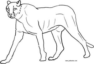 Coloriage Panthere Noire Imprimer Coloriages Coloriage D Une Panthère Fr Hellokids