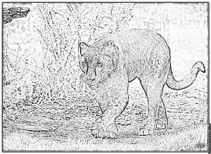 Coloriage Panthere Noire Imprimer Dessin Panthere Noire Coloriage Ohbqfo